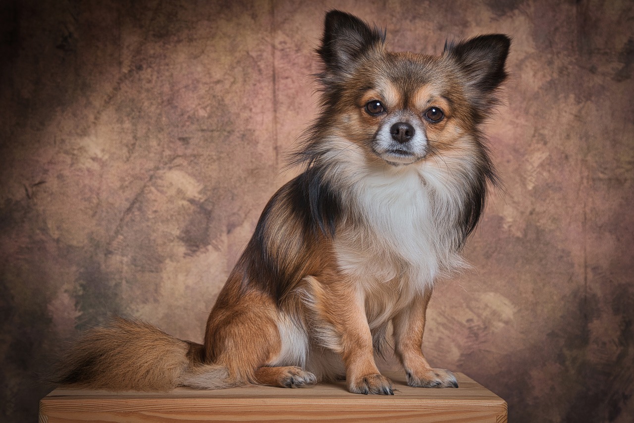 Chihuahua – charakterystyka rasy